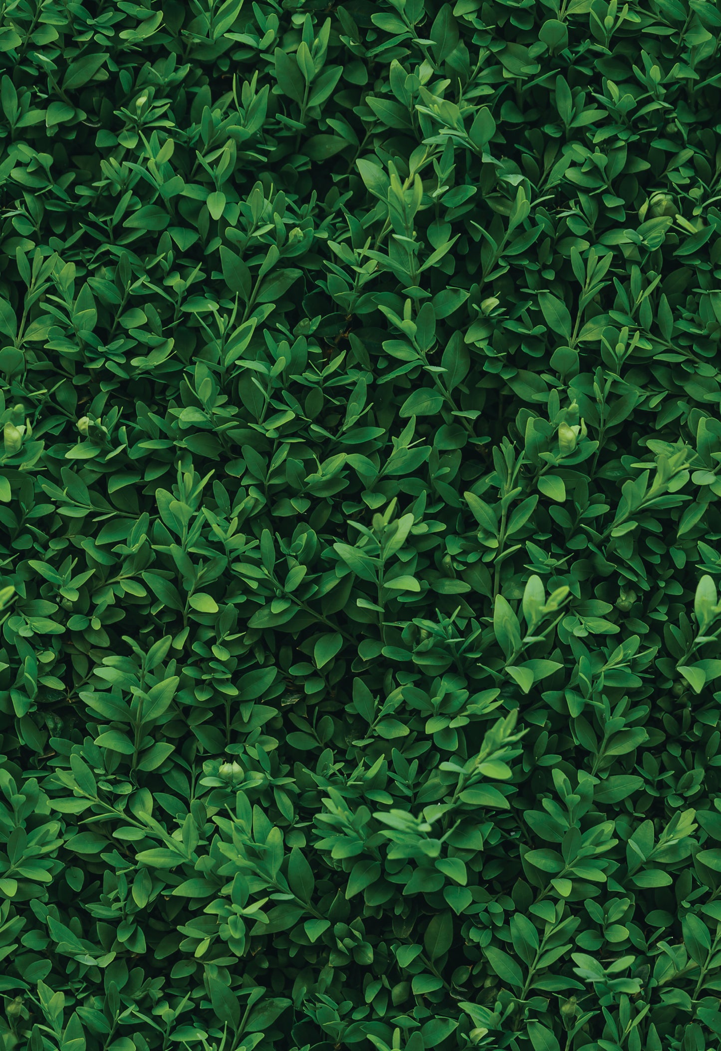 Peel and Stick Wallpaper Sheets – Plant Wall Design