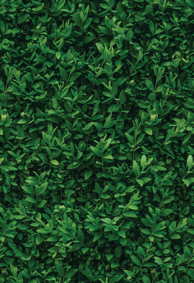 Plant Wall Peel & Stick Wallpaper Sheets – 12 Pack