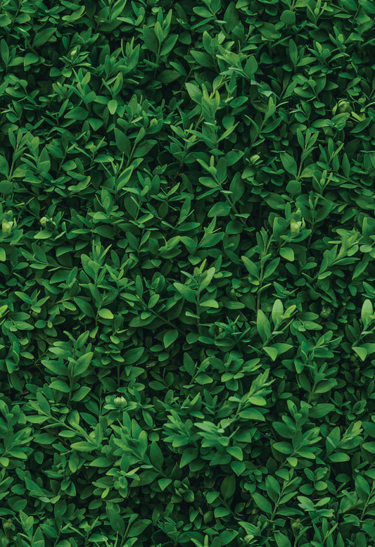 Peel and Stick Wallpaper Sheets – Plant Wall Design